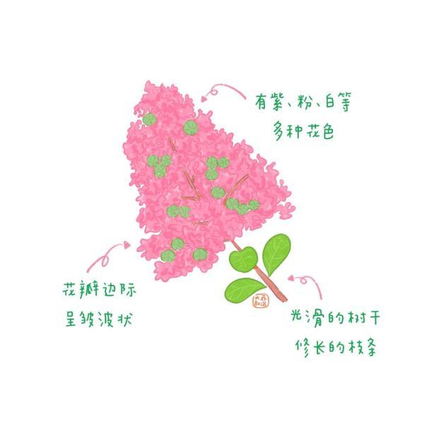 不认识花草？这份花草图鉴收好