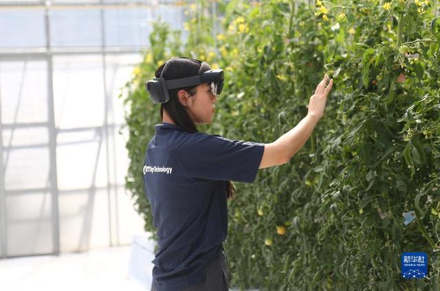 通讯：日本尝试用人工智能和物联网为都市农业破局