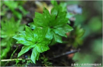 这种野草，记住它的外貌，价值很珍贵，爷爷说：它能让人回心转意