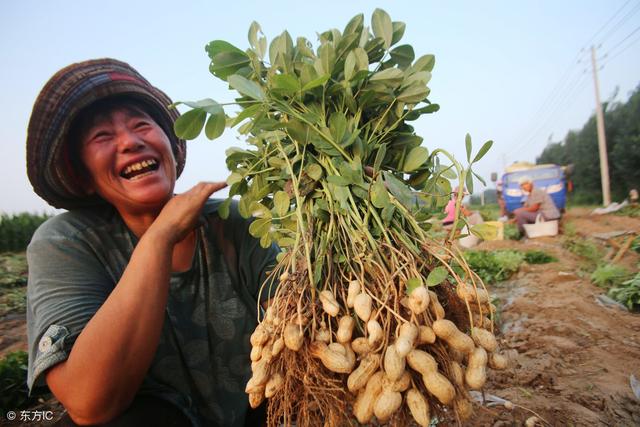 家里有5亩地，种植花生和种植玉米哪种收益高？该如何选择？