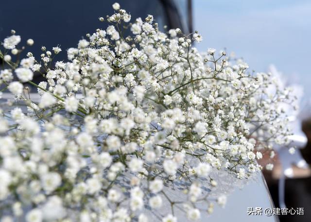 50种不同花卉的简要介绍