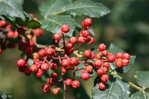 花椒的种植(要想花椒长得好、产量高，这些种植管理方法不可少)