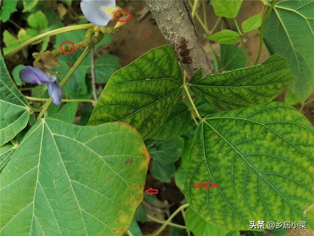 种植凉薯块根膨大难？结薯于土层，选好地块，注重分枝修剪等管理