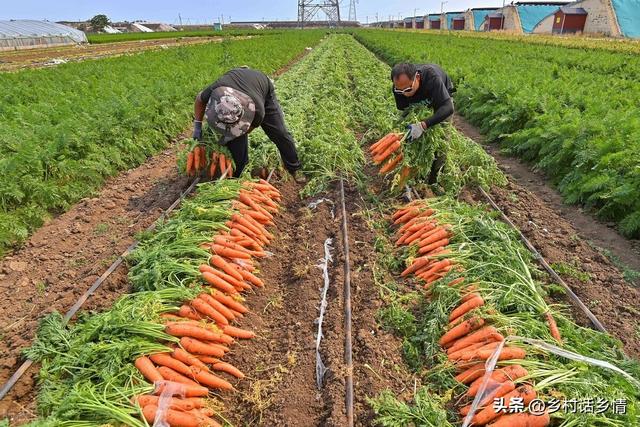 种植萝卜、胡萝卜和白菜，起垄和平地哪个好？原来一直都做错了