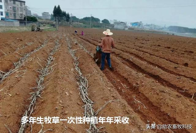 南方草鱼养殖种植什么牧草好？实用操作技术值得你收藏