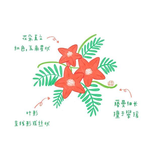 不认识花草？这份花草图鉴收好