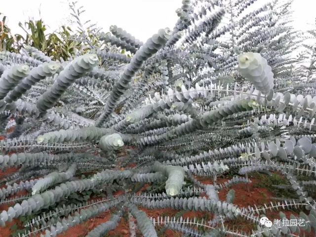 尤加利——灰桉（蓝宝贝）Eucalyptus crucis