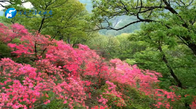 河南桐柏：万亩映山红扮靓淮河源头