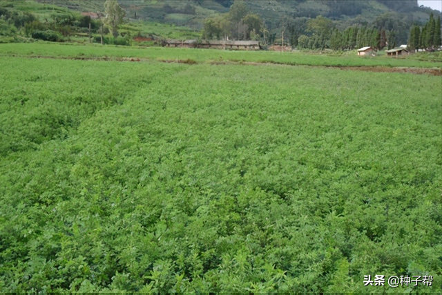 紫花苜蓿产量低，做好这几点亩产能达2万斤，这些你都注意到了吗