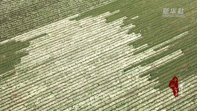 千城百县看中国｜河北献县：满地繁花 助民增收