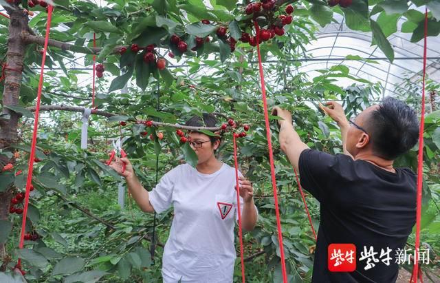 镇江农科院10多年探索研究“北果南栽”，北方“性格”大樱桃在镇江试种成功