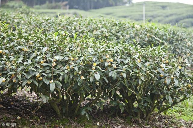 山茶种植——野生大山茶扦插繁育技术，培育美丽山茶