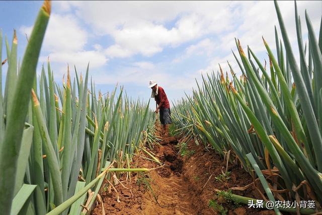 怎样让大葱的葱白更粗更长、产量品质更好？告诉你9个种植技巧