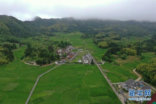 浙江景宁：高山上的“茭白之乡”