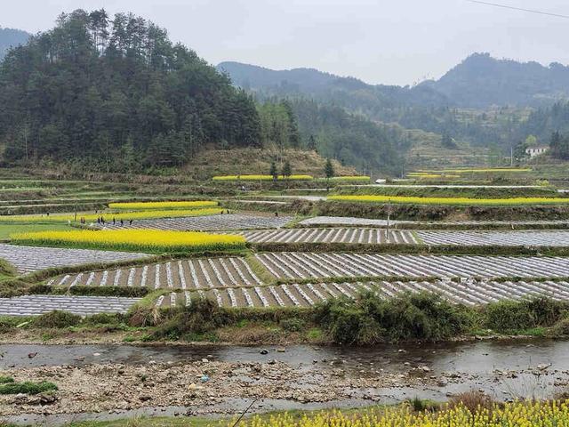 种植烤烟 让闲置土地不再闲