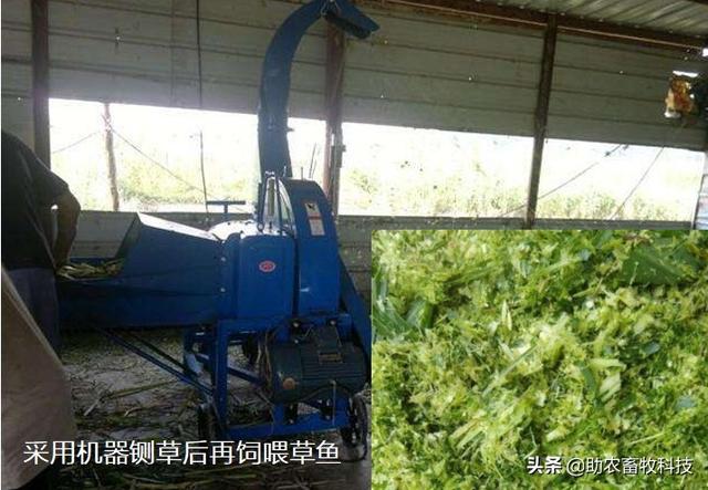 南方草鱼养殖种植什么牧草好？实用操作技术值得你收藏