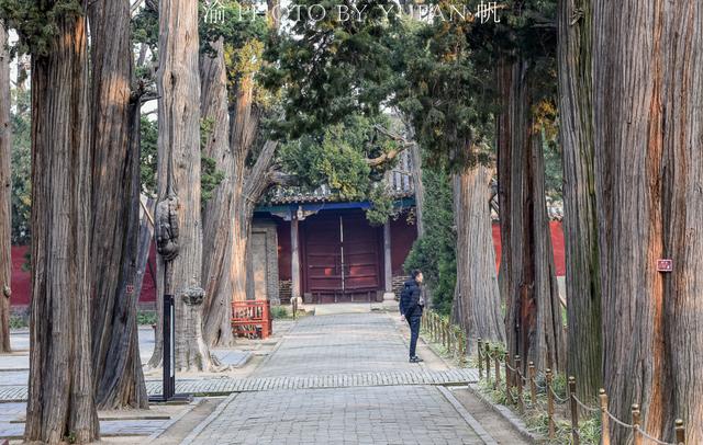 山东有一棵孔子亲手种植的古桧，历经2400年风雨，如今却依然挺拔