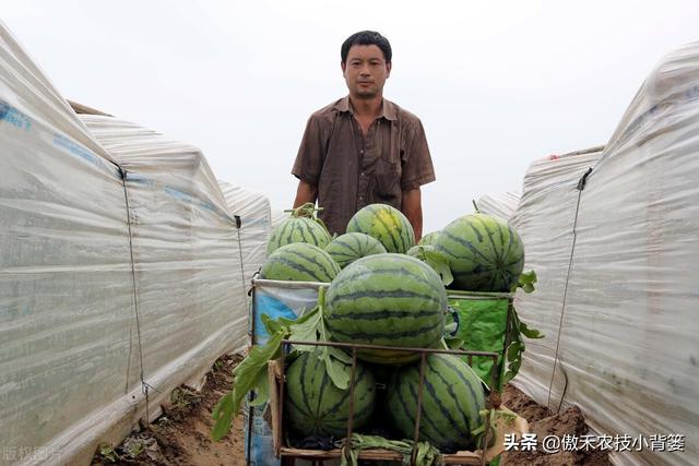 西瓜如何种植才能又大又甜又早上市？