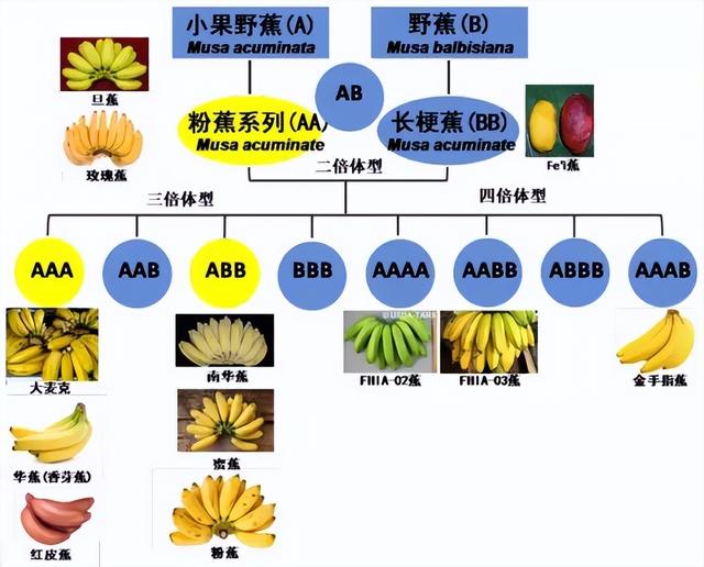 世上没有一个人见过香蕉树，就连种植香蕉的人都没见过