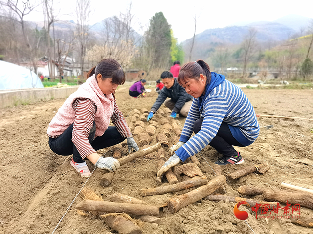 康县大南峪镇：天麻种植带动群众致富