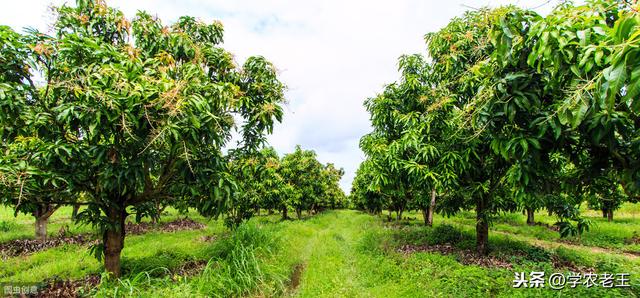 种植芒果，选种、定植、修剪这3大技术太重要了！很多果农不懂