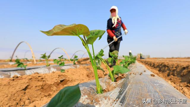 红薯什么时候种植最好？种植红薯要注意哪些问题？老农经验告诉你