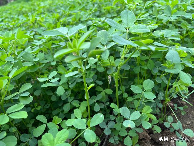 “牧草之王”：北方耐寒、营养又好的牧草，紫花苜蓿的相关介绍