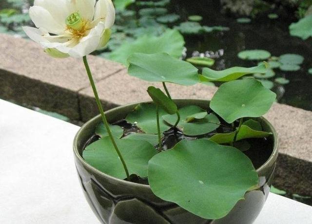 盆栽睡莲怎么养护，这些方法你知道吗？