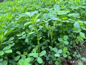 适合北方种植的畜牧草(“牧草之王”：北方耐寒、营养又好的牧草，紫花苜蓿的相关介绍)