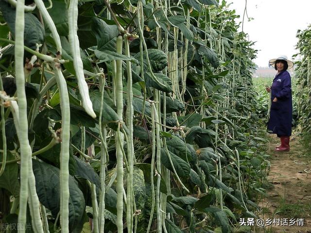 不管种啥豆角，学会这几招，豆荚结的挂满架，高产就这么简单