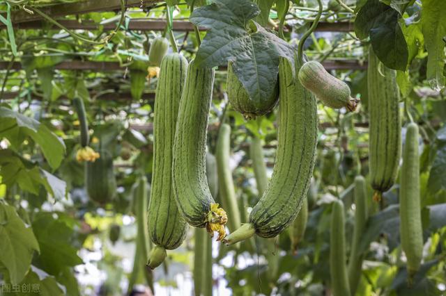 丝瓜大棚早春栽培技术，种植户不必苦恼，找对方法轻松解决