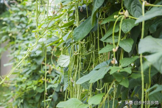 不管种啥豆角，学会这几招，豆荚结的挂满架，高产就这么简单