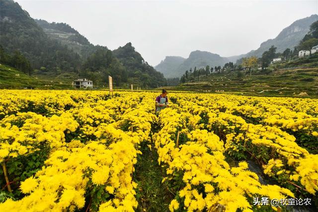 菊花种植，种植菊花技术的改进，菊花的种植应用