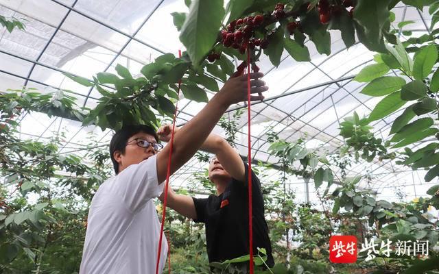 镇江农科院10多年探索研究“北果南栽”，北方“性格”大樱桃在镇江试种成功