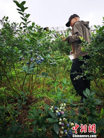 通讯：重庆高山上的蓝莓园让“60”农民居家就业（图）