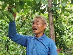 百香果种植致富(一村一品“百香果”成为云南保山这个村的“致富果”)