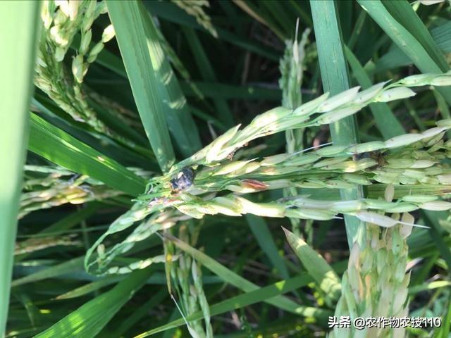 史上最实用、最接地气的水稻高产种植技术（种植大户看了不后悔）