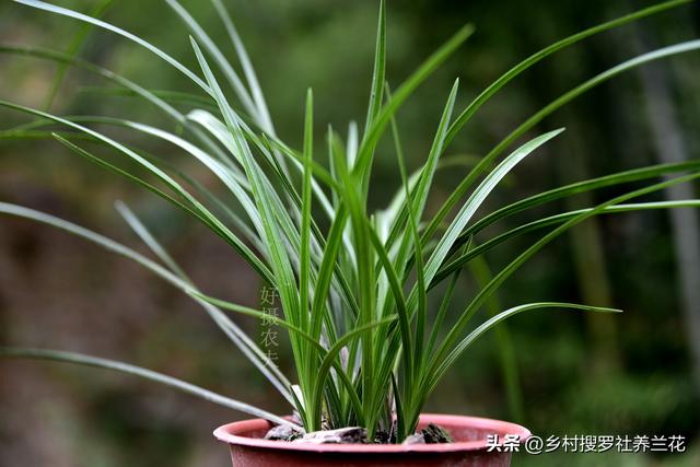 春兰蕙兰秋季施肥有禁忌吗？新手记住这三条，来年花多苗壮不再难