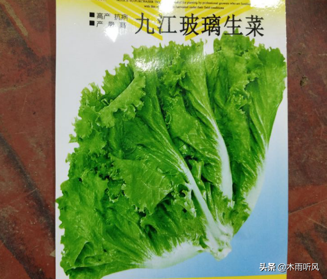 生菜什么时候种植最好？怎样种植？如何提高生菜的出苗率？