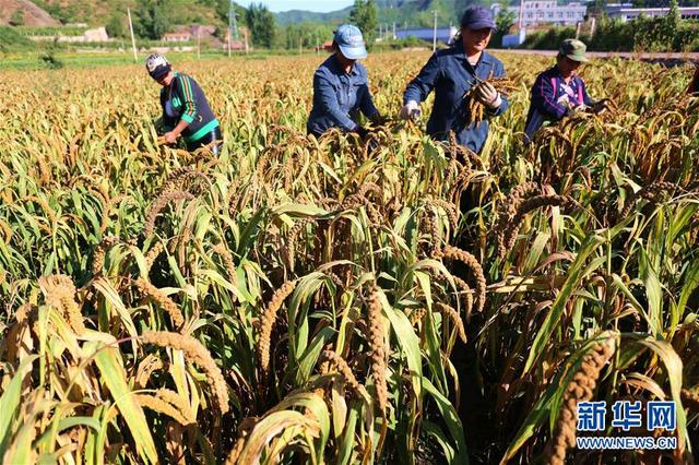 河北承德：燕山脚下无公害谷子丰收