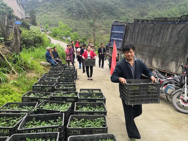 凤山林下中药材种植示范基地建设项目通过市级专家初审