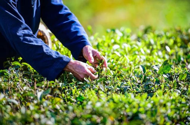 古茶起源在贵州丨望谟：茶界的“大熊猫”