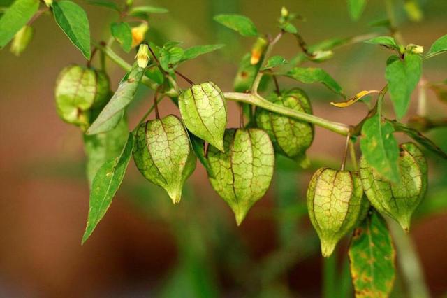 灯笼果营养价值高、口感独特，种植灯笼果要掌握科学栽培技术