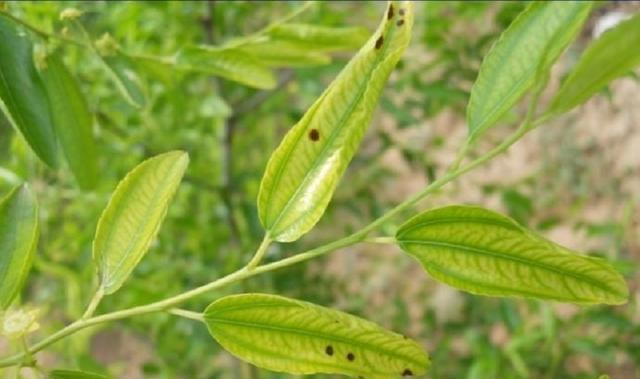 枣树种植很麻烦？掌握一项关键技术，保证大枣挂满枝头