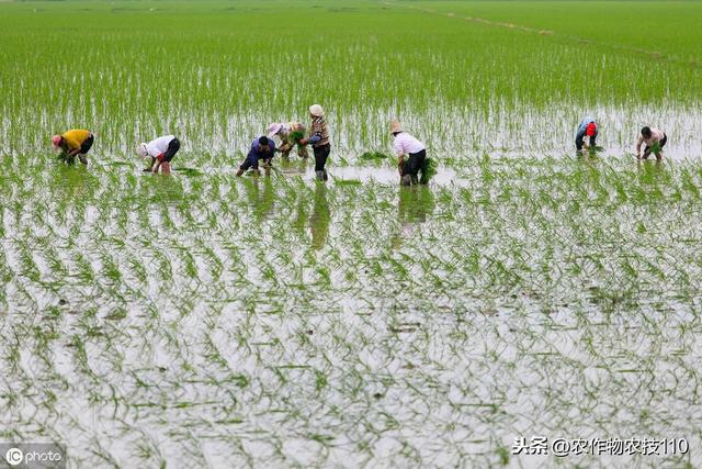 史上最实用、最接地气的水稻高产种植技术（种植大户看了不后悔）