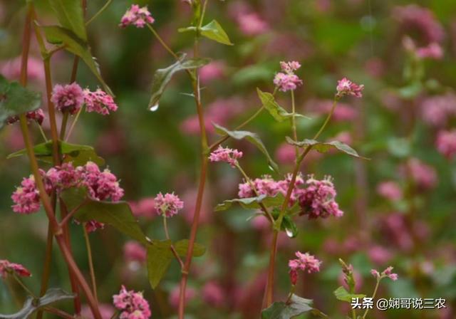 荞麦全新种植技术，施肥和种子管理，可以利用这种栽培技巧