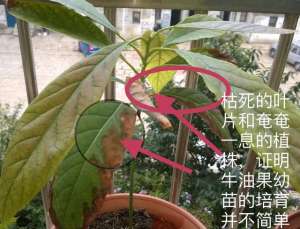 牛油果核种植会结果吗(牛油果育苗难度大？主要由4种原因造成，需要掌握这5个育苗步骤)