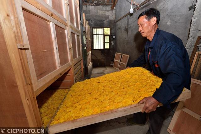 湖北保康：菊花种植助农增收