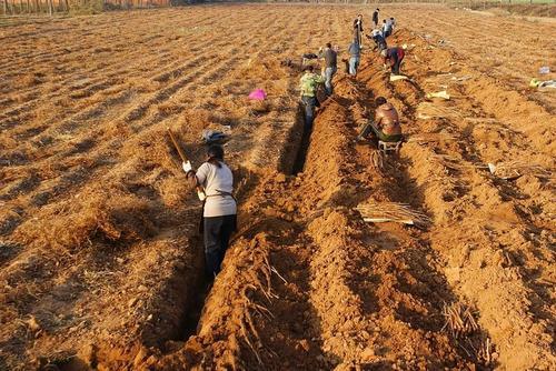 山药怎么种、管理？新手掌握“6步走”，秋季山药结满地、收一堆