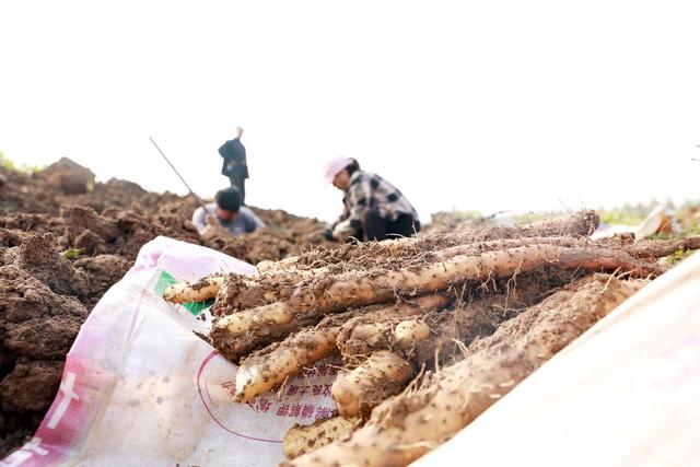 温县铁棍山药开挖啦